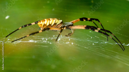 Fotografie Signature Spider