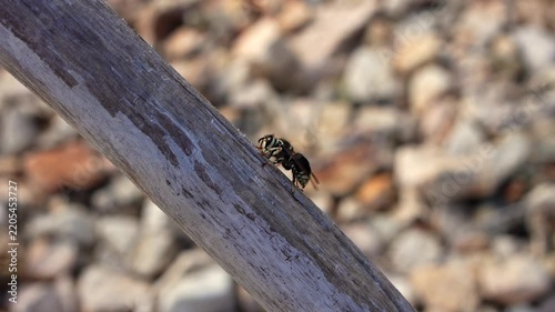 Hornet on dead tree branch creating a hole