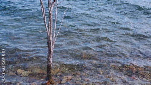 Dead tree inside lake with clear water and gentle waves