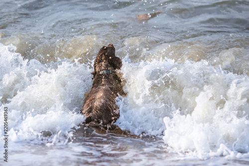 Wet black spaniel dog runs through foamy sea waves on sunny sandy beach.
