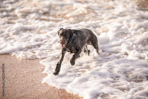 Wet black spaniel dog bursts through large foamy sea wave with water splashing around.