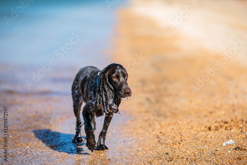 Wet russian cocker spaniel walking from the sea onto a sunny beach.