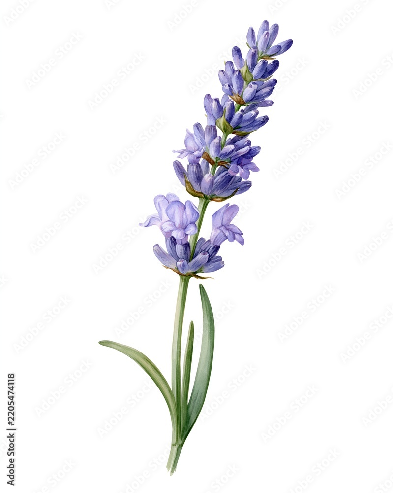 Obraz premium Delicate purple lavender blooms in a soft gradient.