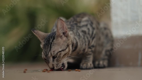 close up of a cat eating food, portrait shot of a cat