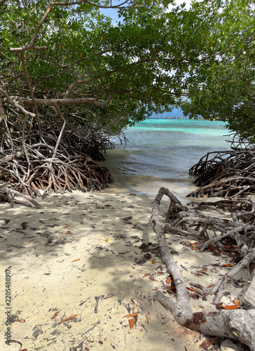 Mangrove forest on the beach with blue waters