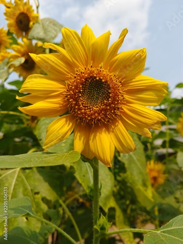 Vibrant Blooming Sunflower in a Sunny Field Close Up