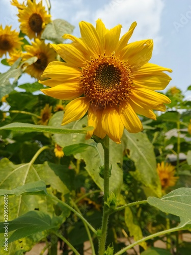 Beautiful Blooming Sunflower in the Field Under Bright Sun