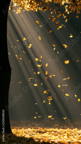 Golden autumn leaf falling leaf sunlight forest tree trunk autumn
