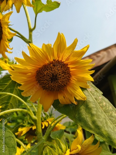 Vibrant blooming sunflower under the bright sky