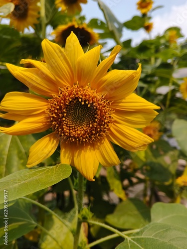 Close-up of a Vibrant Yellow Sunflower Blooming in the Garden on a Sunny Day