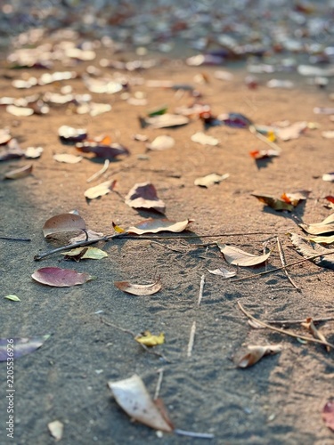 Low angle photo of dry fallen leaves scattered on dirt ground beneath warm golden hour sunlight. Autumn dry season nature backdrop template with soft bokeh for travel banner, poster.