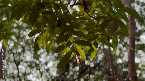 Close up of vibrant green tree leaves gently swaying in the breeze. Soft sunlight filtering through the canopy with a beautiful blurred bokeh background. Serene nature concept.