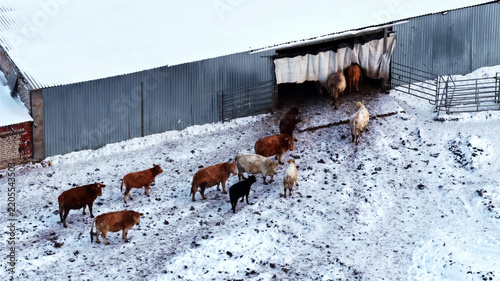Aerial view of a herd of cows walking across a snow-covered farmyard towards a metal barn in Latvija.