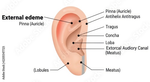 Detailed anatomical diagram of the human outer ear structure.