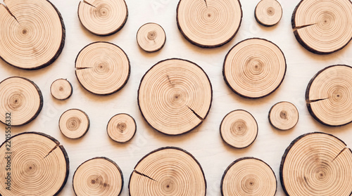 Top view of various sized round wooden tree log slices arranged on a white background.