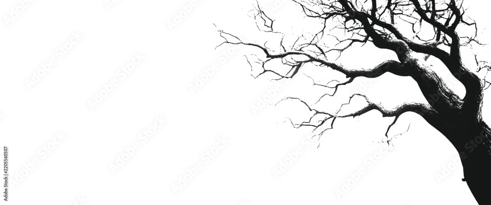 Fototapeta premium Black silhouette of gnarled tree branches on white background