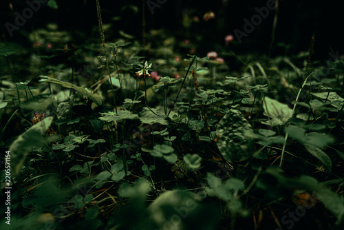 dark green grass