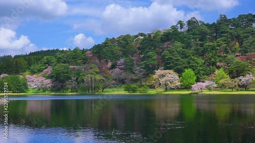 4K Tranquil Lake Surrounded by Lush Green Trees and Spring Blossoms with Reflections on Calm Water