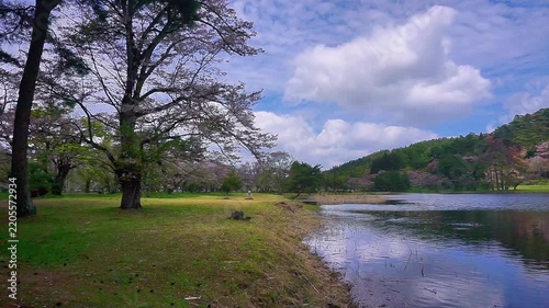 4K Tranquil Lake Surrounded by Lush Green Trees and Spring Blossoms with Reflections on Calm Water