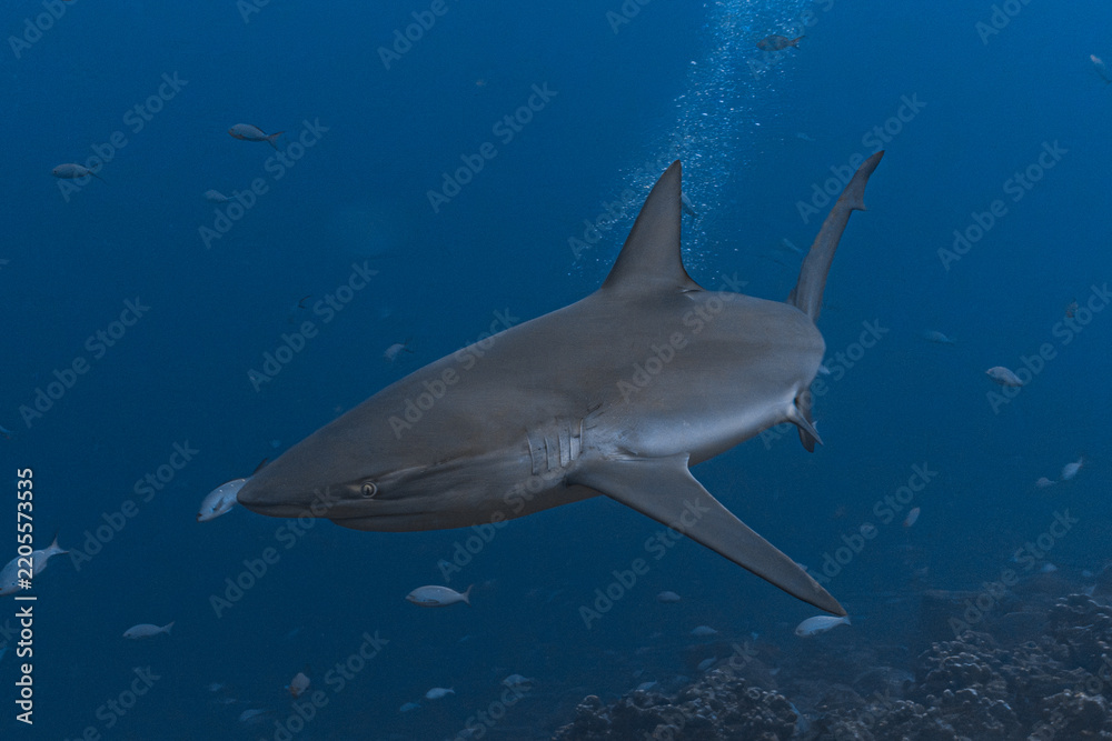 Obraz premium Galapagos Shark, Galapagos Islands