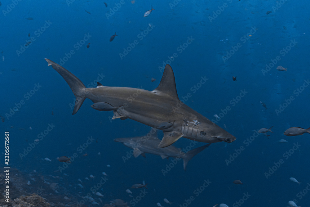 Obraz premium Hammerhead shark, Wolf Island, Galapagos