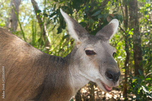Agile wallaby, Notamacropus agilis in a forest near Darwin, Australia