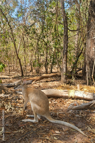 Agile wallaby, Notamacropus agilis in a forest near Darwin, Australia