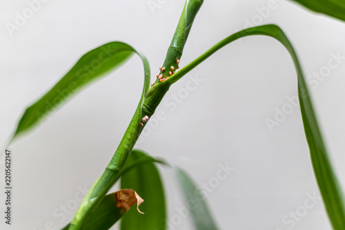 Lucky Bamboo with New Roots Growing