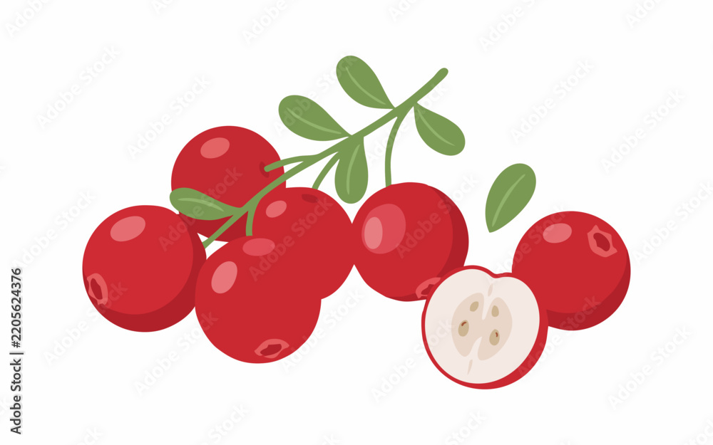 Obraz premium Fresh European Cranberries – Vibrant Red Healthy Berry Vector