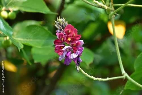 Fotografie クズの花