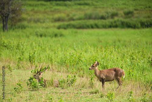 Pair of wild hog deer in natural habitat, male buck resting in tall grass