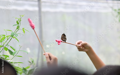 Children holding sticks with artificial nectar to feed a butterfly in a greenhouse garden. Butterfly sanctuary and nature education activity concept.