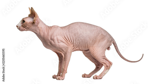 Obraz na plátně Pink hairless Sphynx cat with wrinkled skin, isolated on transparent background