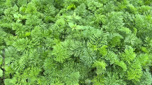 Top view of lush carrot leaves. green. leaf. background, backgrounds. high angle, above, flat lay. nature. growing, growth. agriculture field. carrots. set, group.