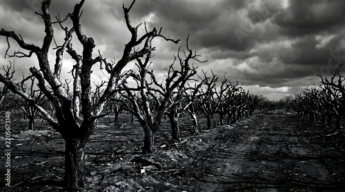 A desolate orchard of leafless gnarled trees stands under a heavy dramatic storm sky in a high contrast black and white monochromatic composition.