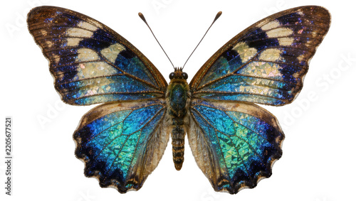 Iridescent blue and brown butterfly with intricate wing patterns, isolated on transparent background