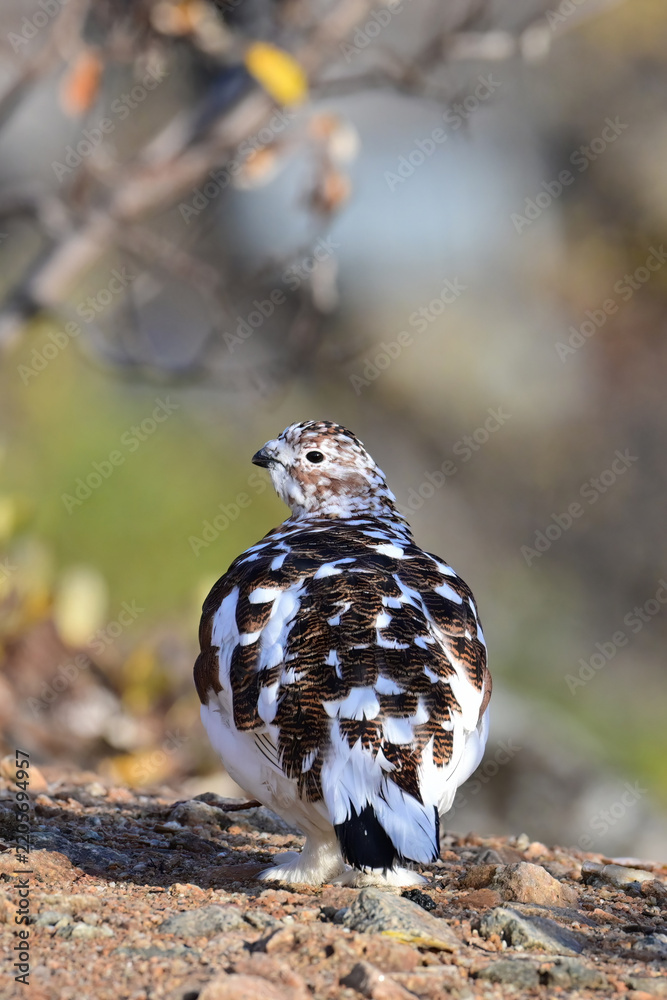 Obraz premium A Willow Ptarmigan (Lagopus lagopus), in transition between summer and winter plumage, in Alaska autumn scenery.