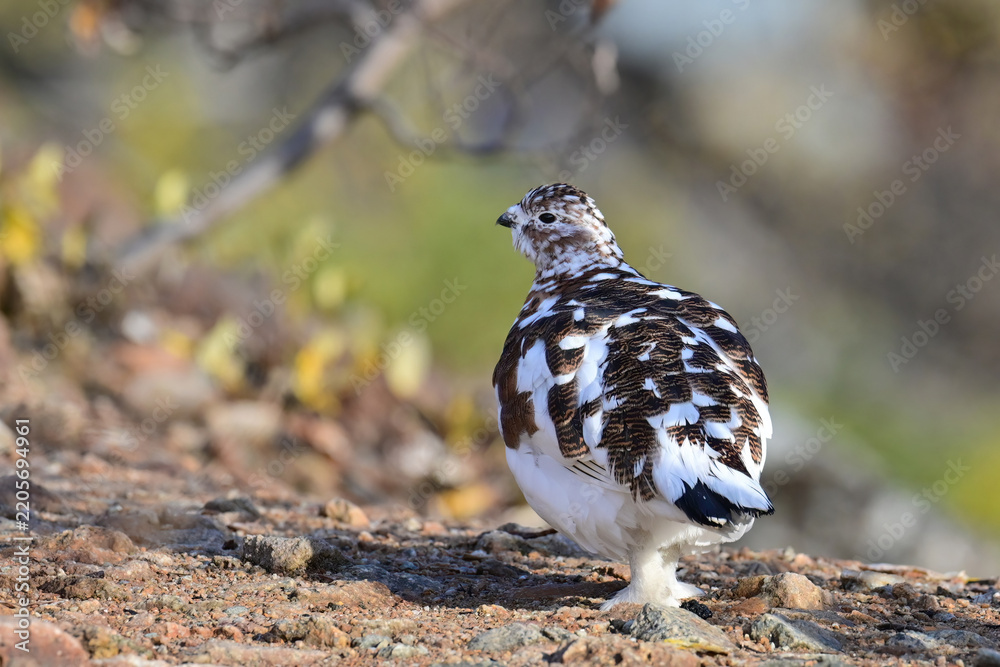 Obraz premium A Willow Ptarmigan (Lagopus lagopus), in transition between summer and winter plumage, in Alaska autumn scenery.