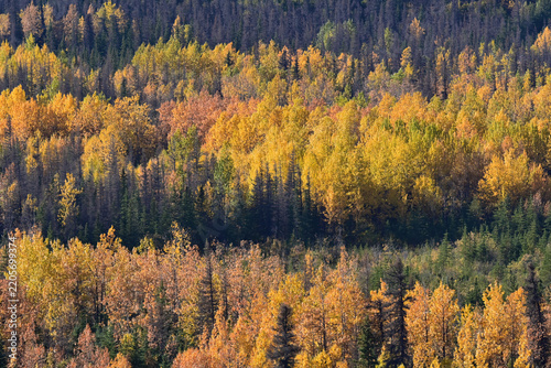 Autumn colors in Denali National Park, Alaska.