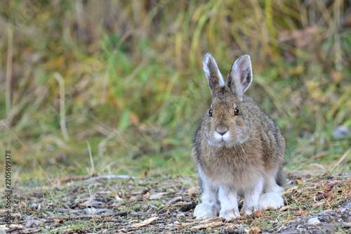 A mid-phase snowshoe hare (lepus americanus) munches on abundant foliage in Denali National Park and  Preserve, Alaska.