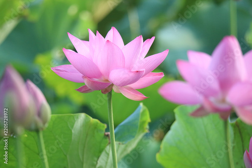 蓮の花