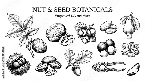 Nut and seed botanicals in engraved illustrations showcasing various nuts and seeds with detailed features and designs