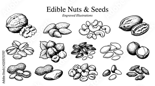 Engraved illustrations of various edible nuts and seeds in detailed line art format
