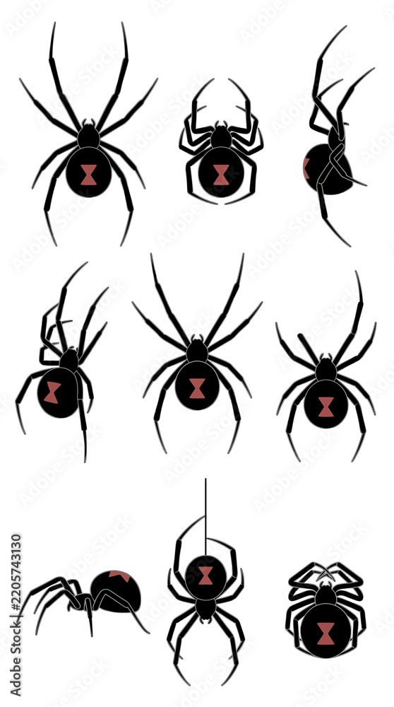 Fototapeta premium Set of eight black widow spiders with red hourglass markings shown in different leg positions