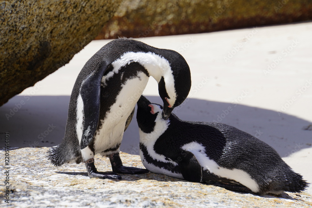 Fototapeta premium A group of African penguins gathers on a sandy shoreline beside large coastal rocks. Several penguins stand together in the foreground while others rest and move around in the background, showing thei