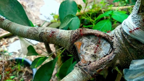 weaver ants on tree branch