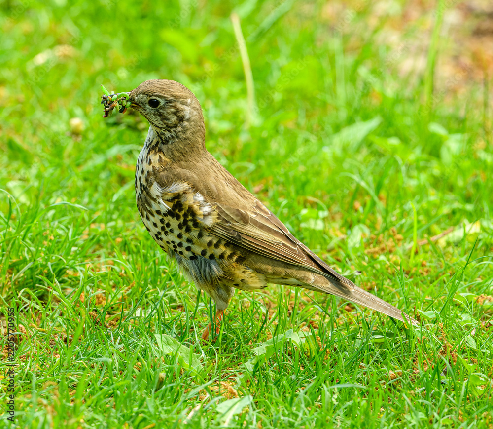 Fototapeta premium song thrush (Turdus philomelos) with worms in beak