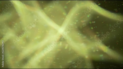 Optical computing photonic interference appears as a soft abstract field of pale chartreuse light