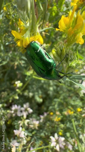 Metallic green rose chafer beetle crawling and hanging upside down on a stem among yellow wildflowers in a sunny summer meadow
