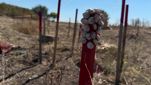 Small land snails clustered on top of a red stake in a dry sunny field, escaping the summer heat and drought